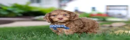 Cockapoo dogs for sale: Leo - Ad 8