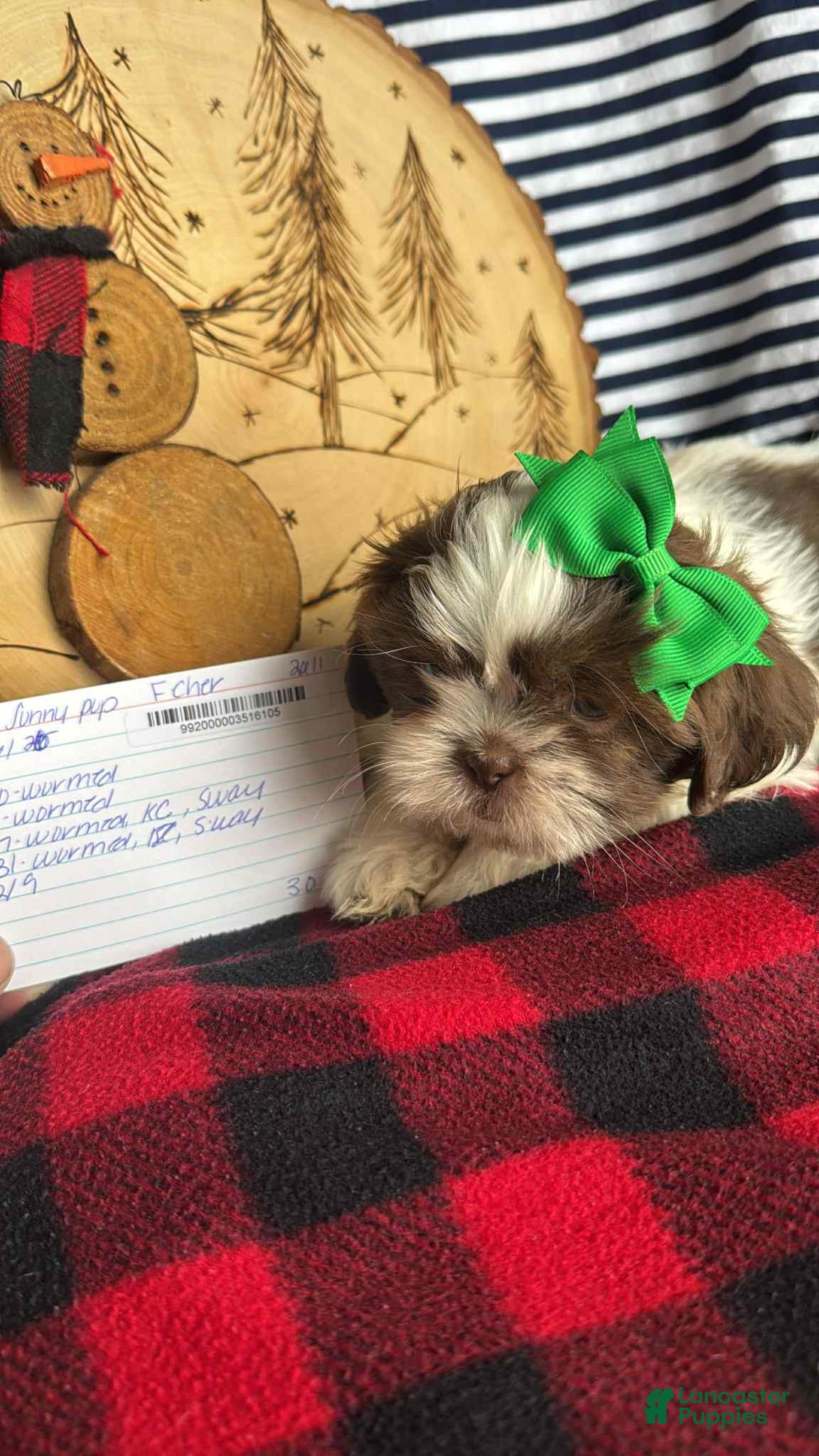 Shih Tzu dogs Prada - Ad 21