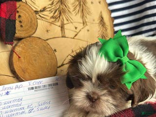 Shih Tzu dogs Prada - Ad 21