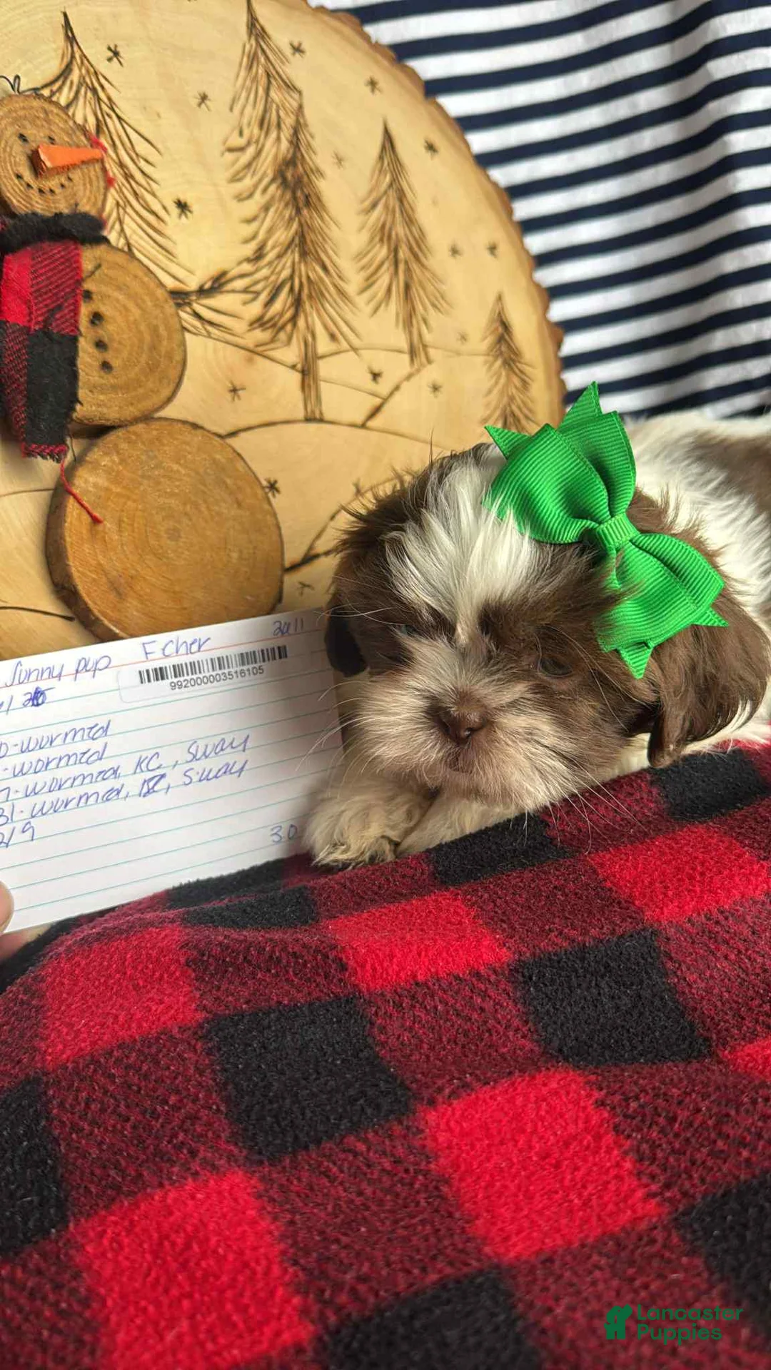 Shih Tzu dogs for sale: Prada - Ad 1