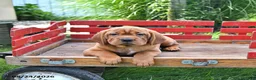Mini Hippo dogs for sale: Missie - Ad 6