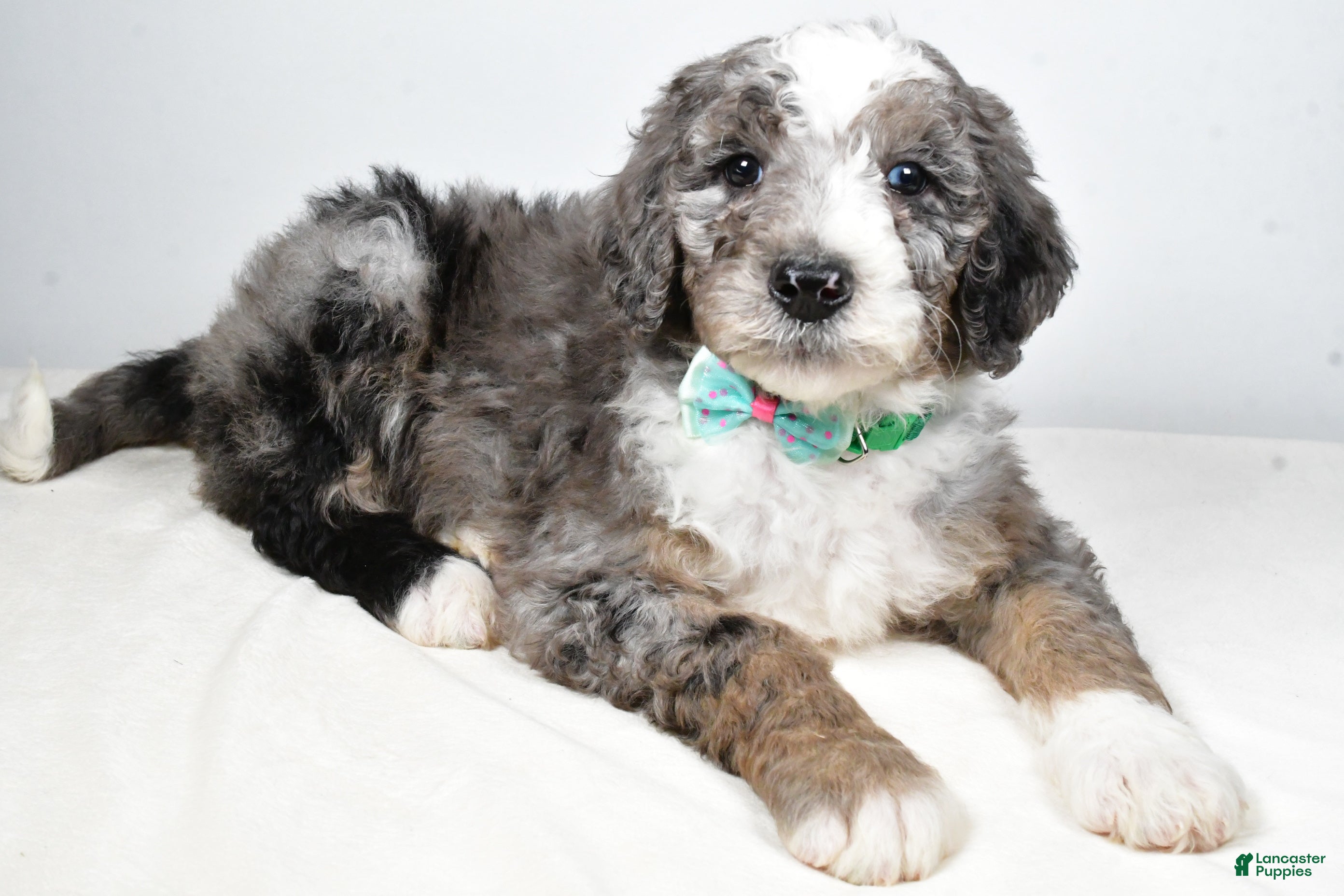Sheepadoodle dogs Markie - Ad 30