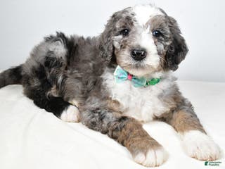 Sheepadoodle dogs Markie - Ad 30