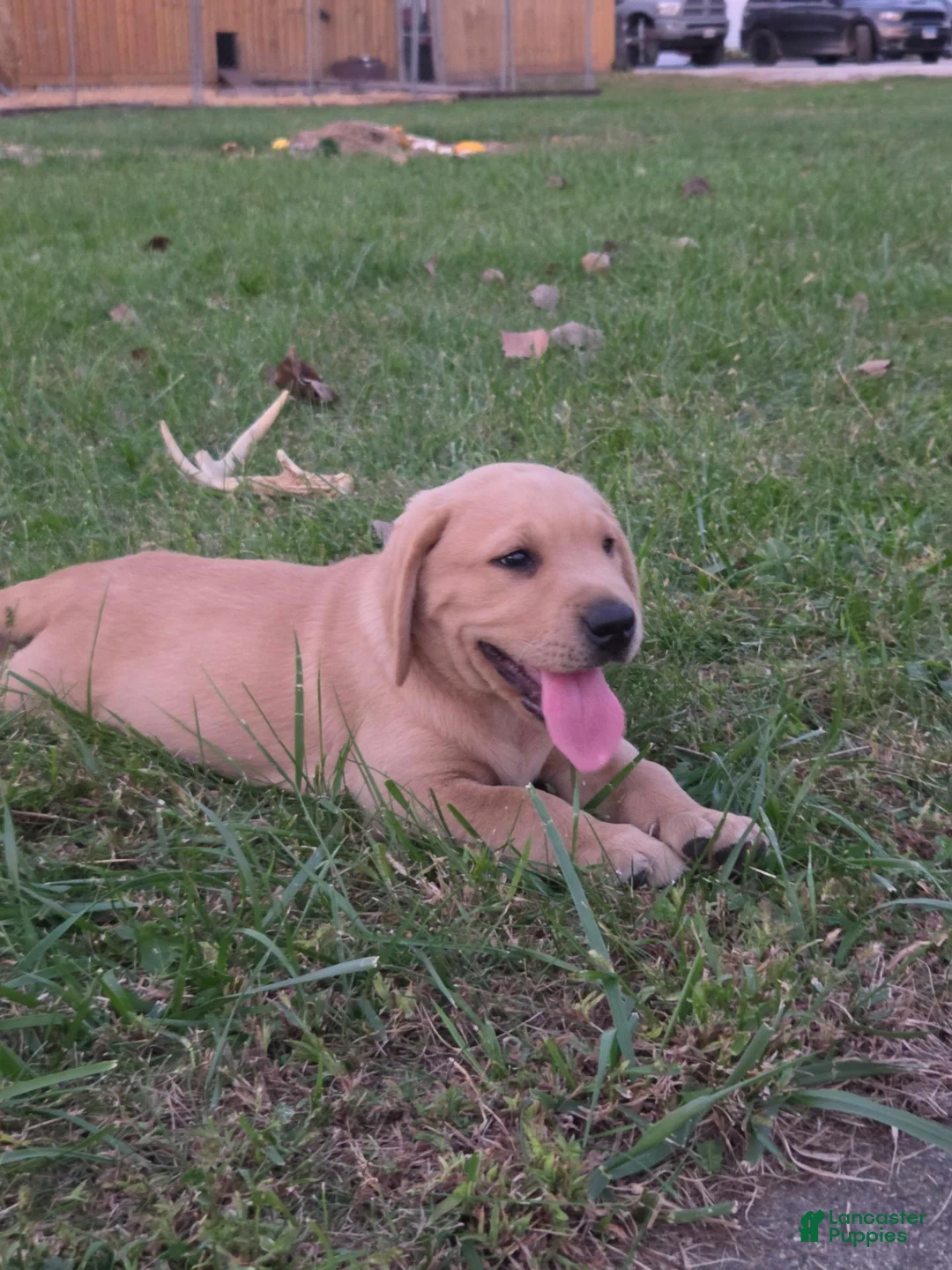 Labrador Retriever dogs for sale: Labrador Retriever 2Meet Your New Best Friend! Beautiful Yellow Male Labrador Retriever Puppies Available 💛 - Ad 2