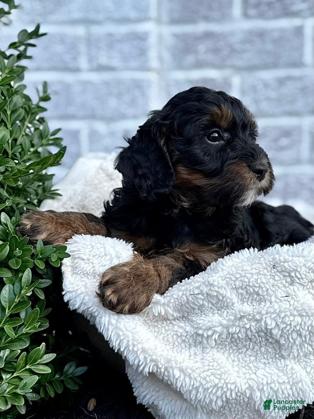 Cavapoo dogs for sale: Mickey - Ad 2