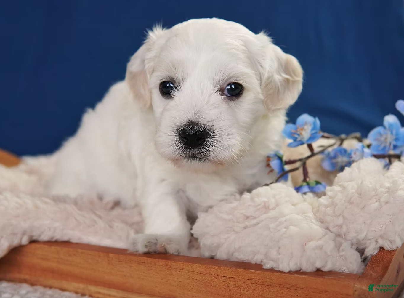 Coton De Tulear dogs Dunbar - Ad 1