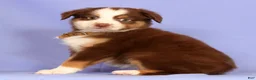 Miniature Australian Shepherd dogs for sale: Lexi - Ad 5