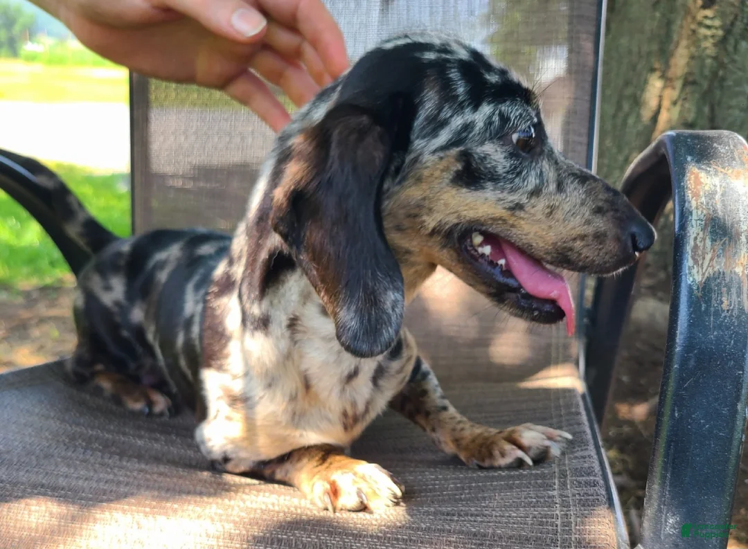 Miniature Dachshund dogs for sale: Flora - Ad 18