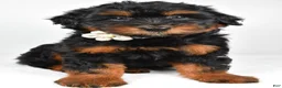 Mini Aussiedoodle dogs for sale: Sadie - Ad 3