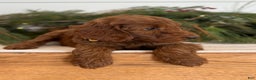 Irish Doodle dogs for sale: Ginger - Ad 14
