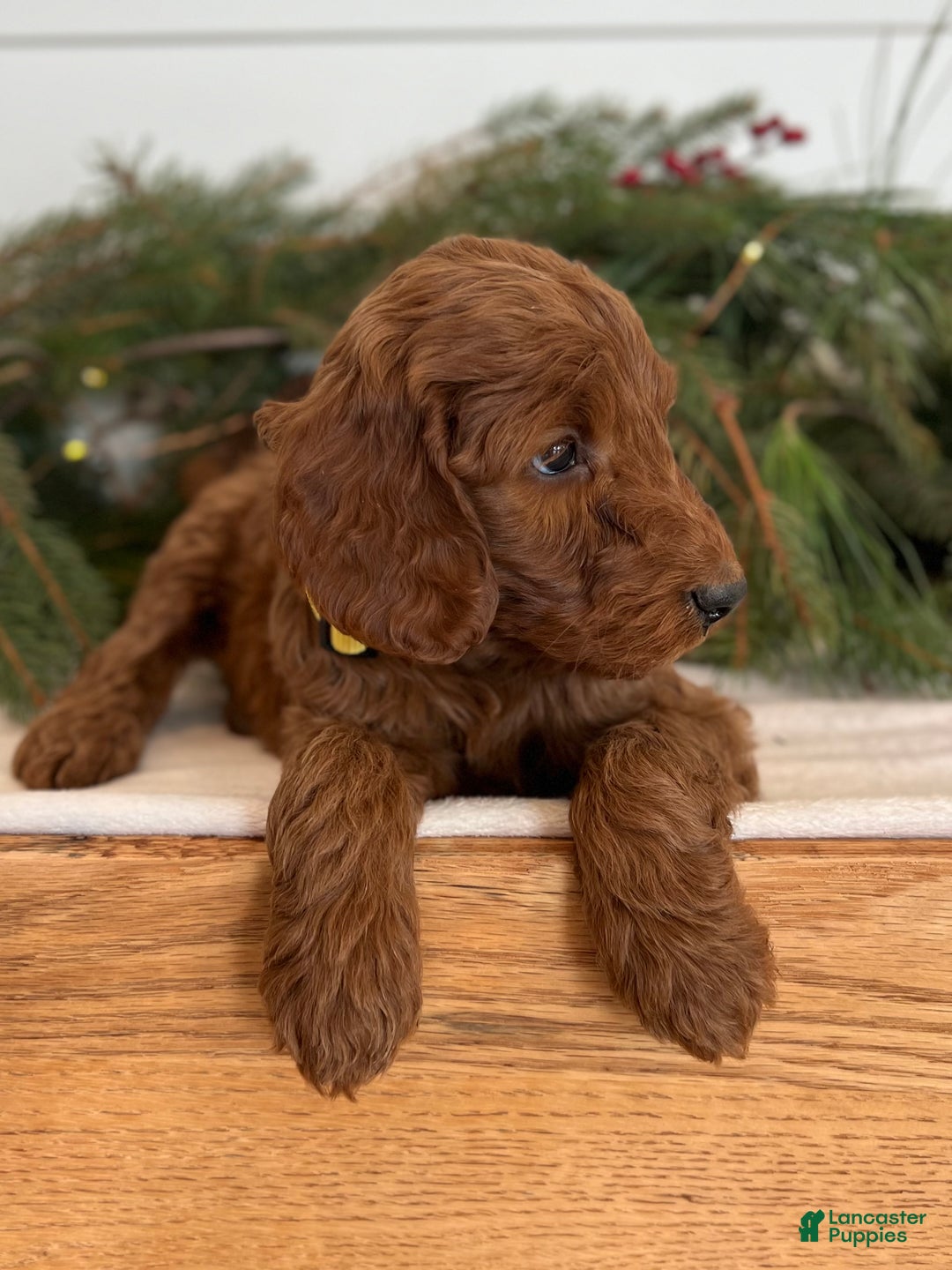Irish Doodle dogs for sale: Ginger - Ad 14