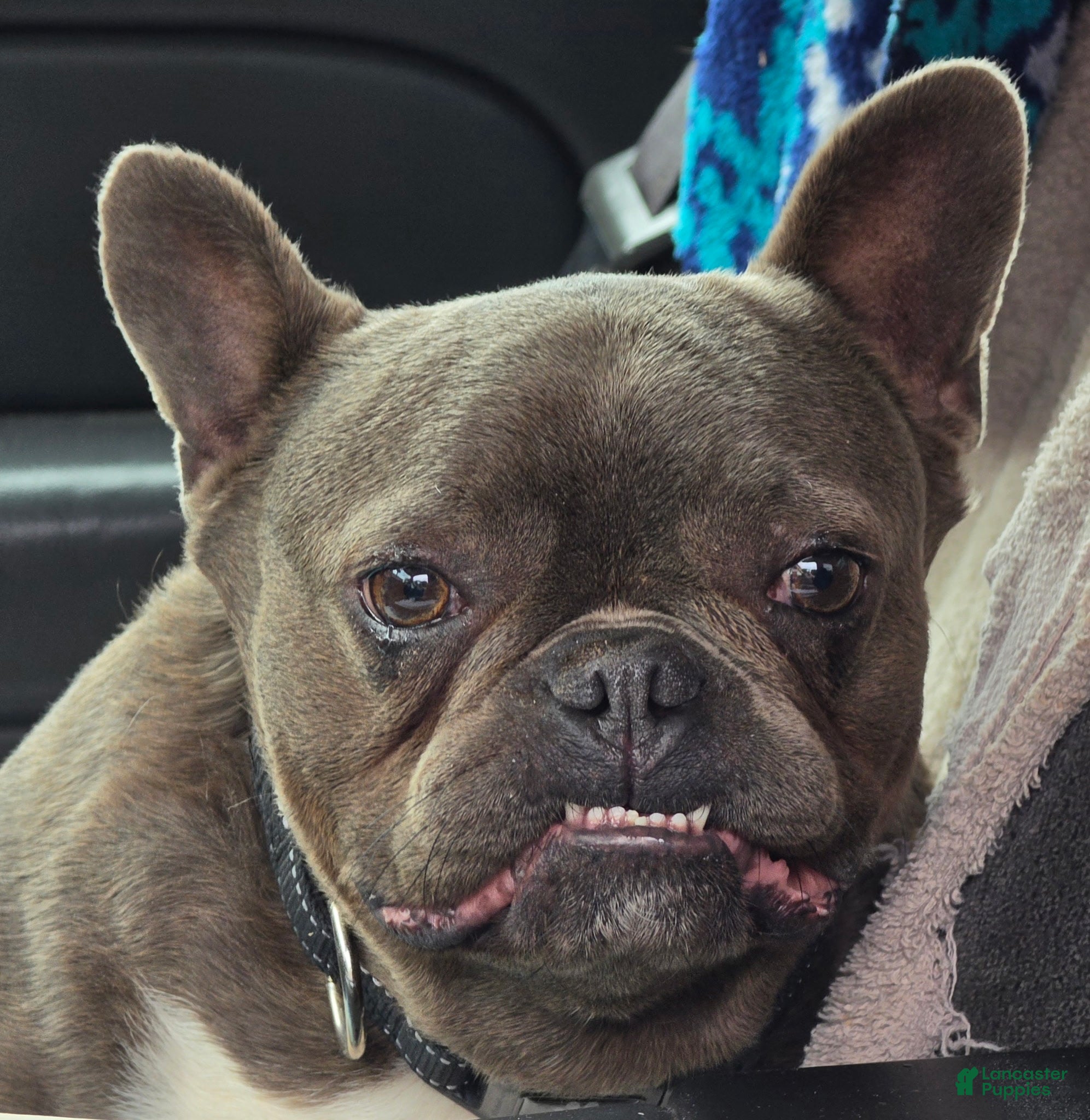 Frenchton dogs Smokey - Ad 31