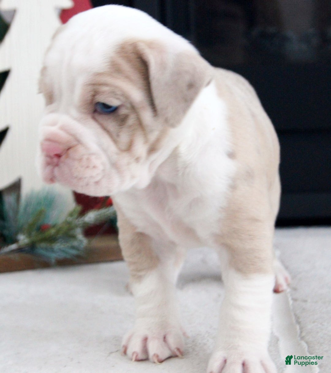 Olde English Bulldogge dogs for sale: Snowflake - Ad 5