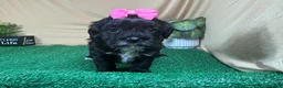 Shihpoo dogs for sale: Shihpoo 3 - Ad 5