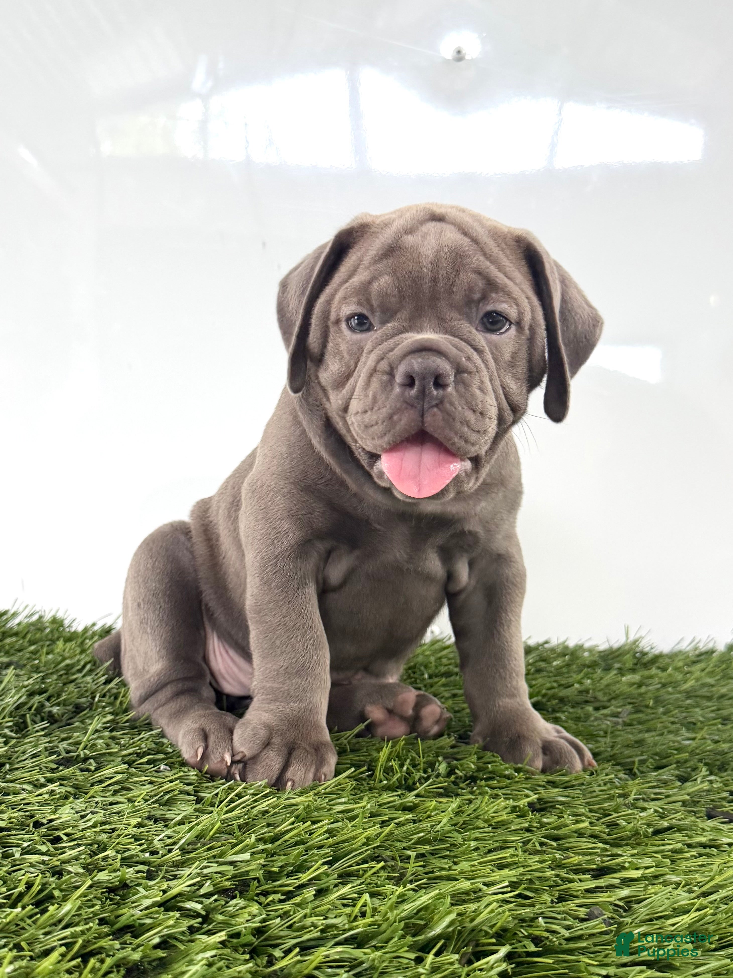 Olde English Bulldogge dogs Lexi - Ad 1