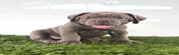 Olde English Bulldogge dogs for sale: Lexi - Ad 1