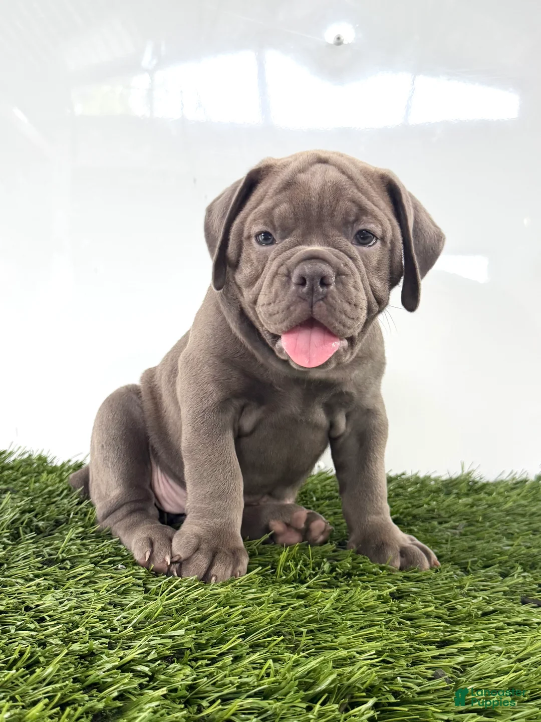 Olde English Bulldogge dogs for sale: Lexi - Ad 1
