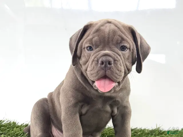 Olde English Bulldogge dogs for sale: Lexi - Ad 1