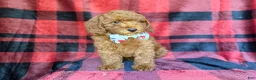 Miniature Poodle dogs for sale: Samuel - Ad 2