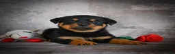 Rottweiler dogs for sale: Lincoln - Ad 3