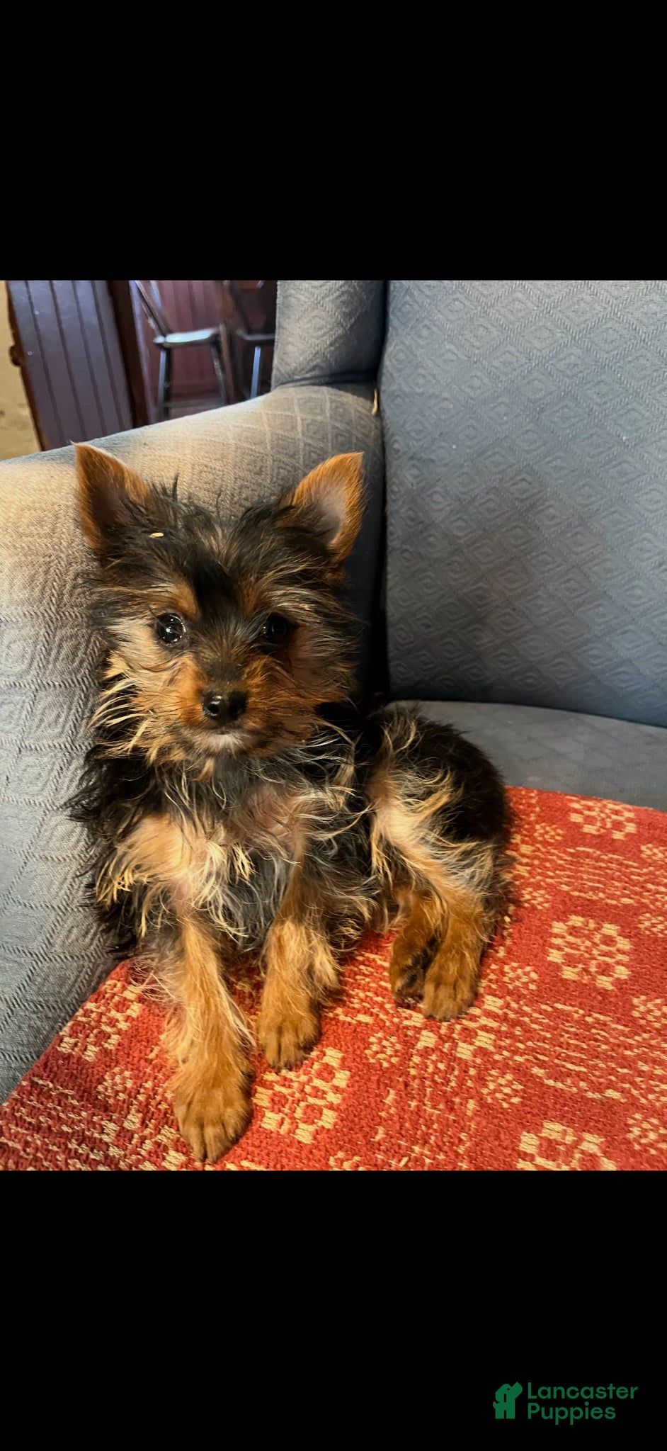 Yorkshire Terrier dogs Yorkshire Terrier Puppy 1 - Ad 2