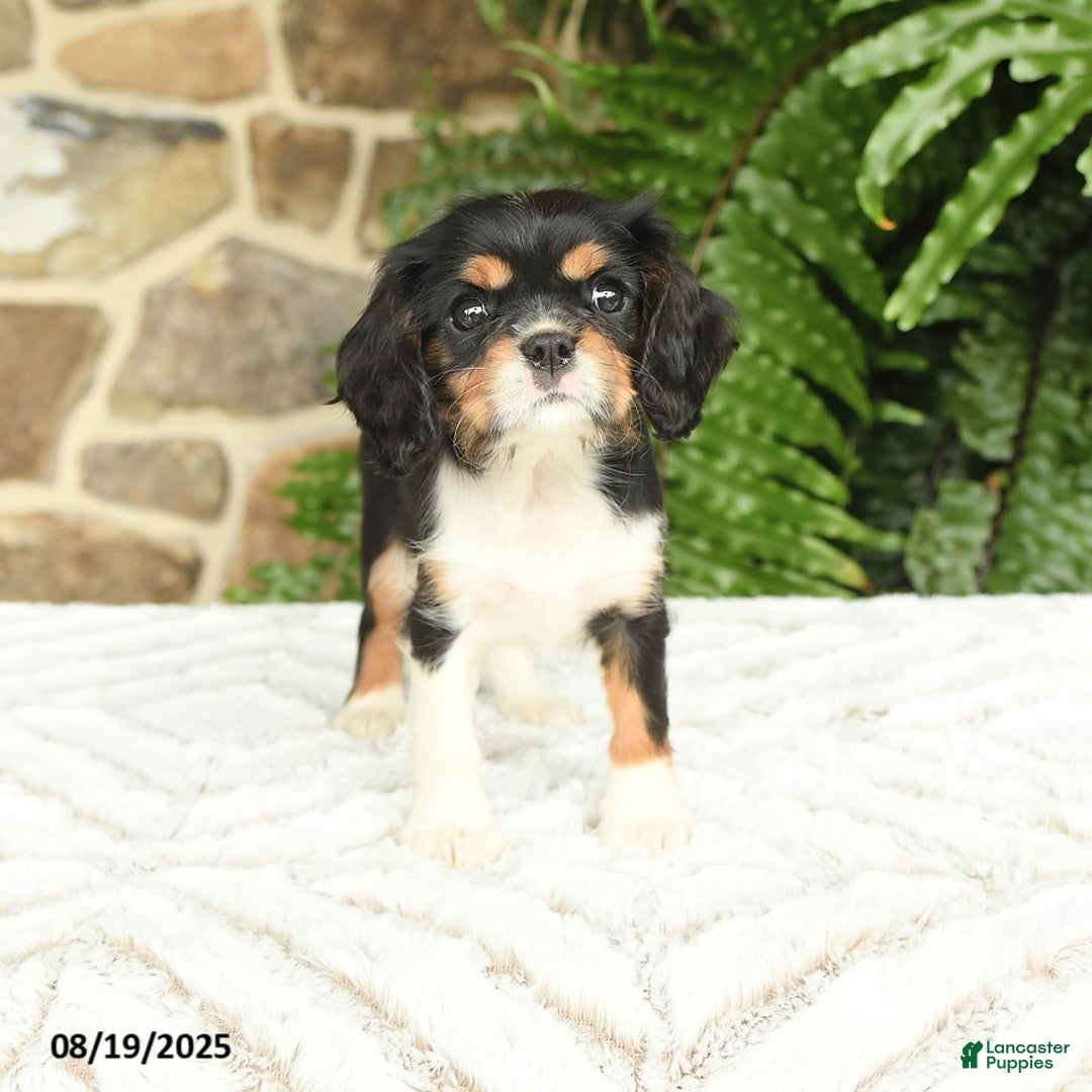 River Heritage Finley River Walker Hounds Houston Cultural Events