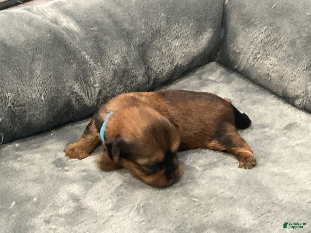 Shorkie dogs for sale: Rosalina - Ad 1