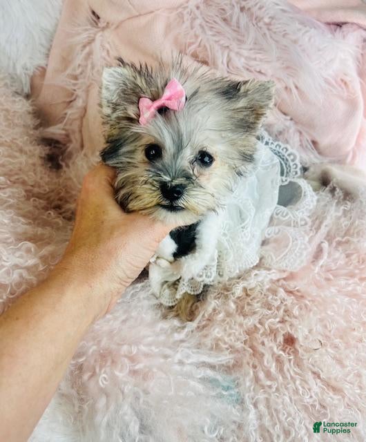 Miniature Schnauzer dogs Miniature Schnauzer Puppy 1 - Ad 1