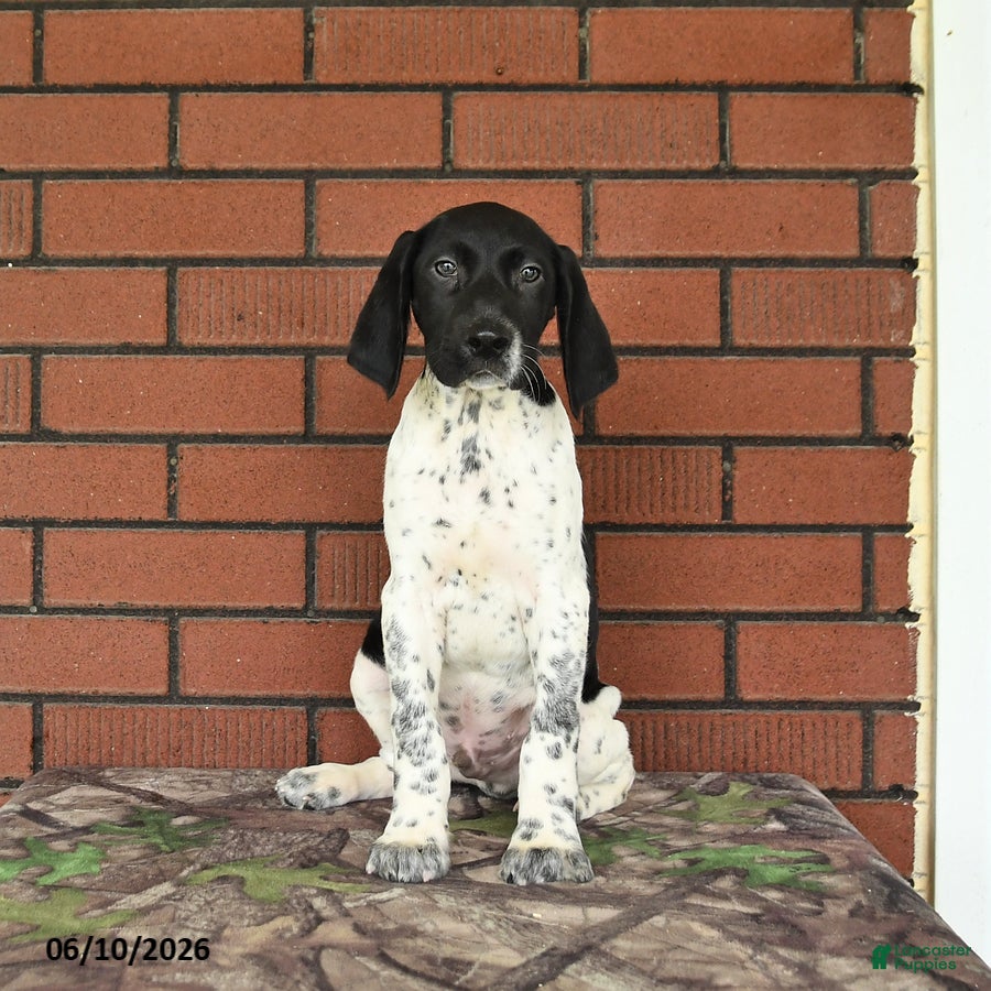 German Shorthaired Pointer dogs Gus - Ad 1