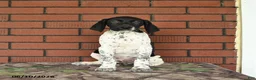 German Shorthaired Pointer dogs for sale: Gus - Ad 6