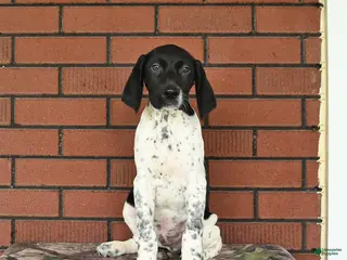 German Shorthaired Pointer dogs for sale: Gus - Ad 1