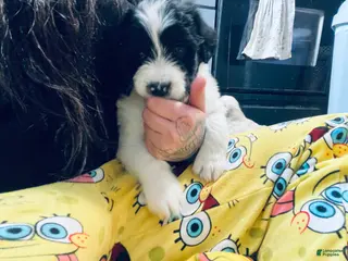 Mixed Breed dogs Duke - Ad 42