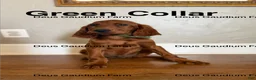 Irish Setter dogs for sale: MacGuffin - Ad 1