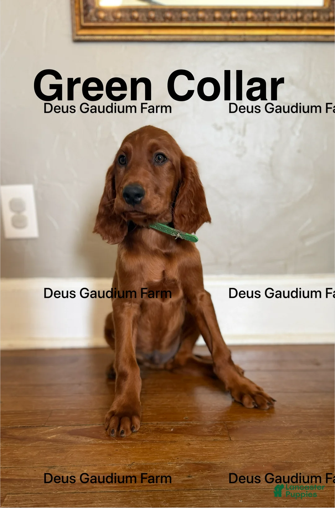Irish Setter dogs for sale: MacGuffin - Ad 1