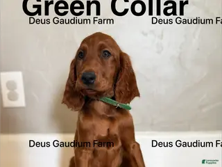 Irish Setter dogs for sale: MacGuffin - Ad 2