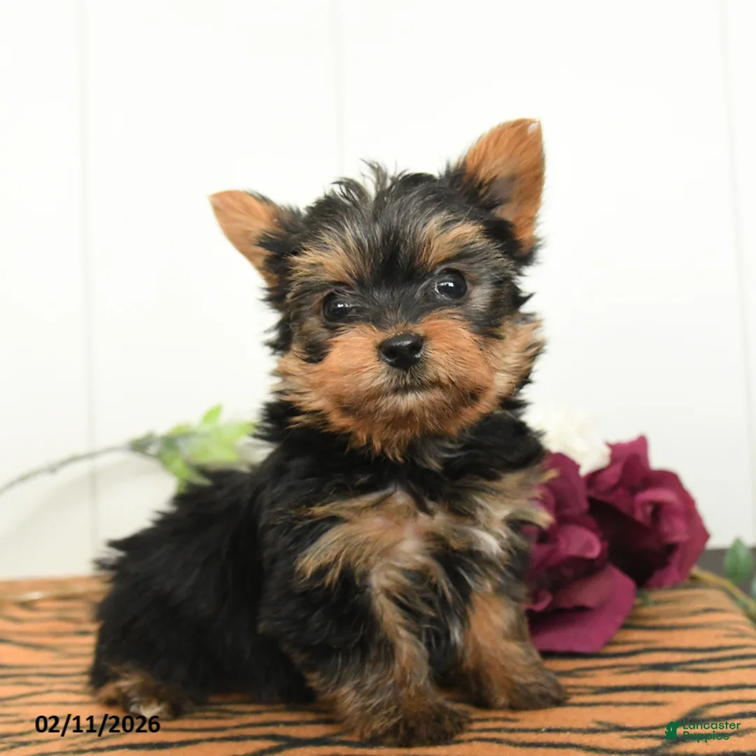 Yorkshire Terrier dogs for sale: Milo - Ad 4