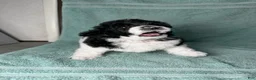 Miniature Poodle dogs for sale: Miniature Poodle Pink - Ad 3
