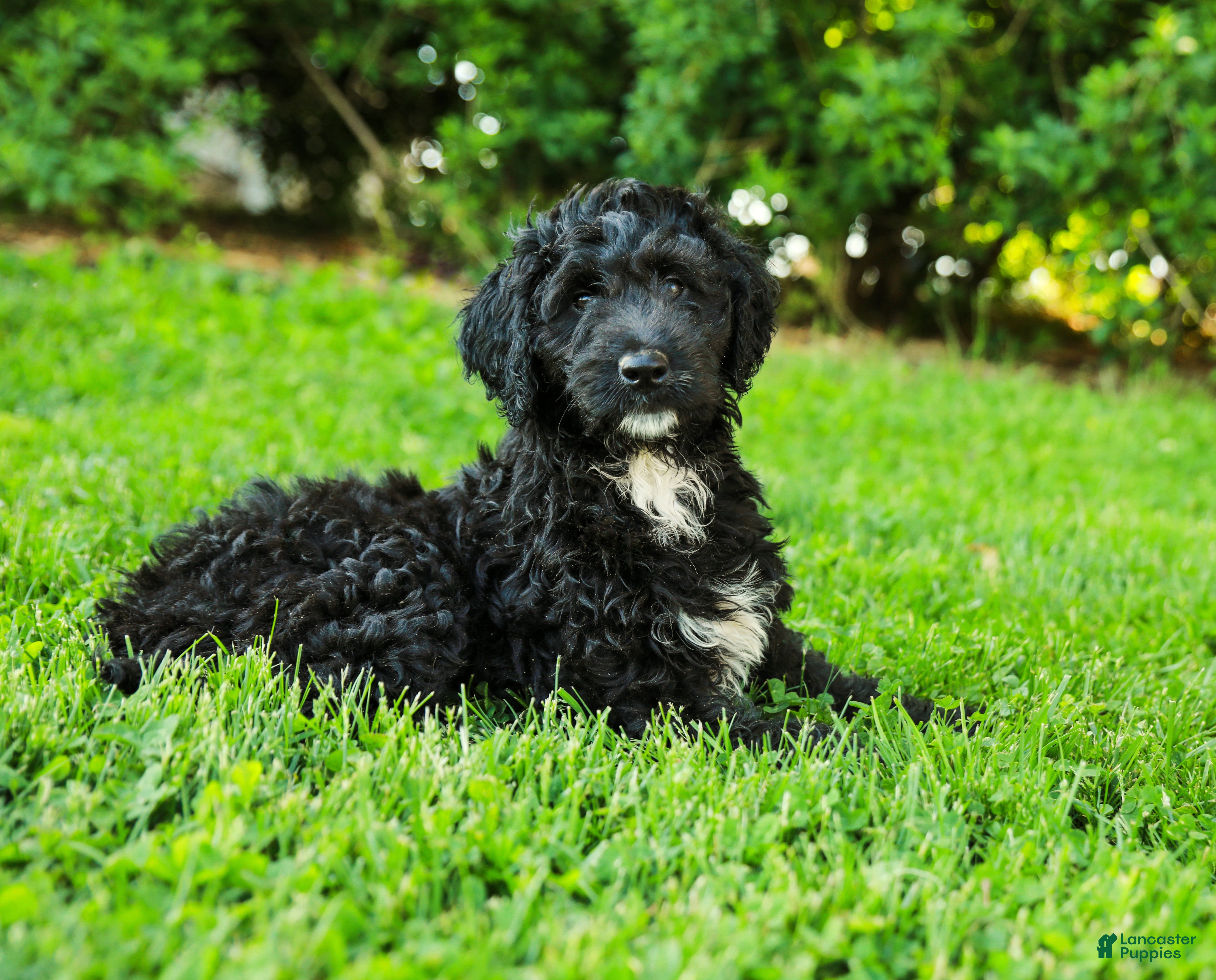 Aussiedoodle dogs Madison Standard - Ad 1
