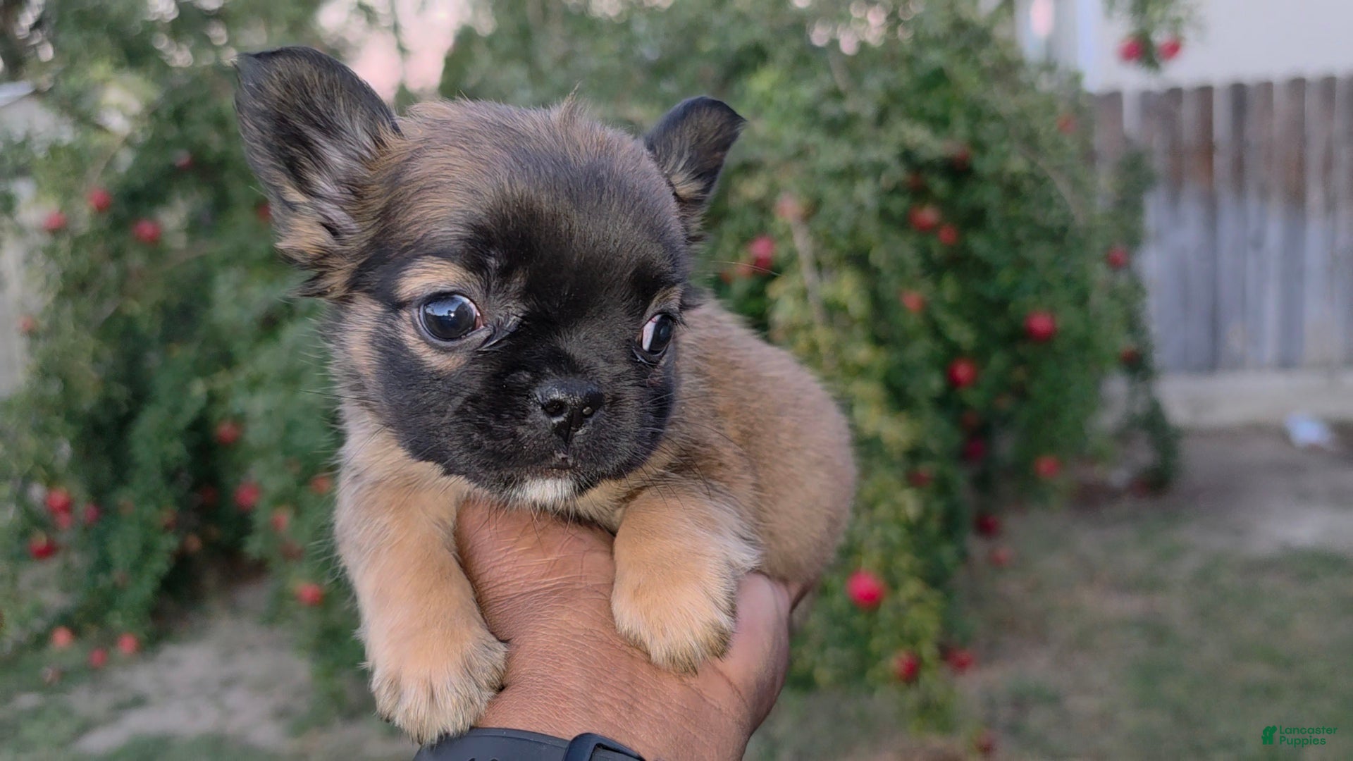 French Bulldog dogs Lucky the fluffy - Ad 1