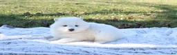 Samoyed dogs for sale: Samoyed Puppy 6 - Ad 2