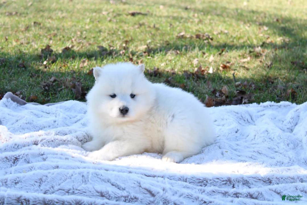 Samoyed dogs for sale: Samoyed Puppy 6 - Ad 2