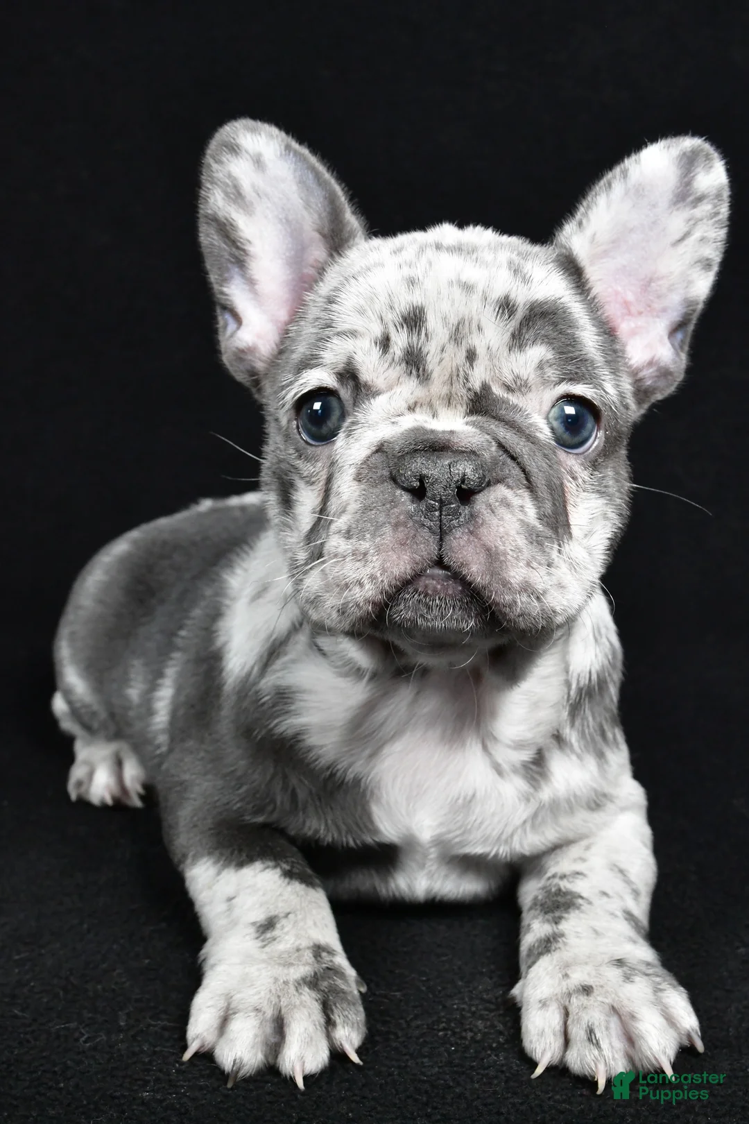 French Bulldog dogs for sale: Bella - Ad 2