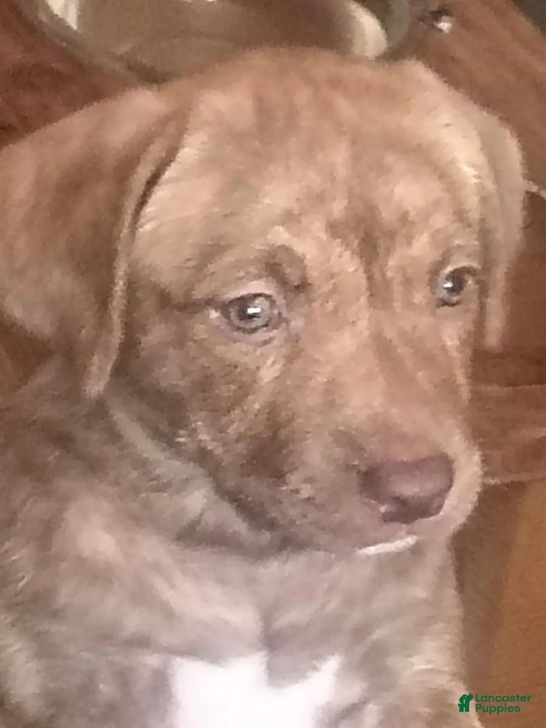 Pitsky dogs for sale: Rosie - Ad 2
