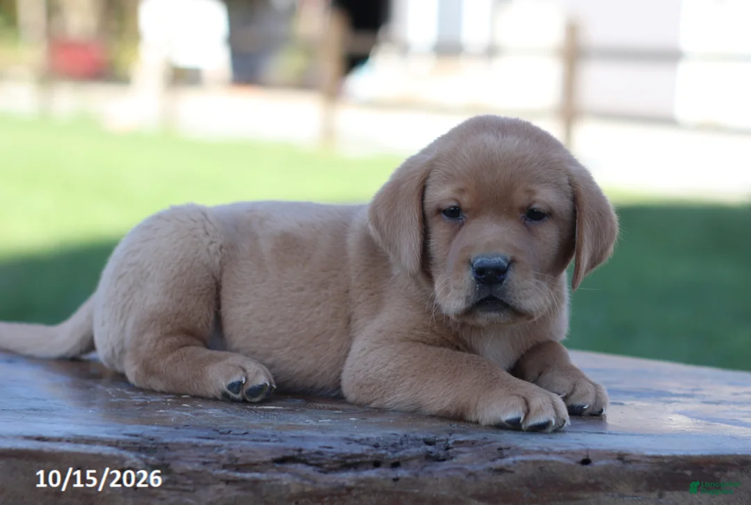 Labrador Retriever dogs for sale: Flint - Ad 2