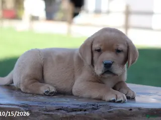 Labrador Retriever dogs Flint - Ad 2