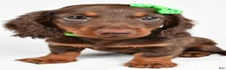 Miniature Dachshund dogs for sale: Theo - Ad 3