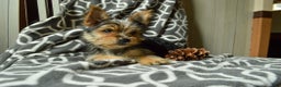 Yorkshire Terrier dogs for sale: Allie - Ad 2
