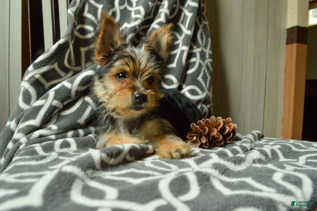 Yorkshire Terrier dogs for sale: Allie - Ad 2