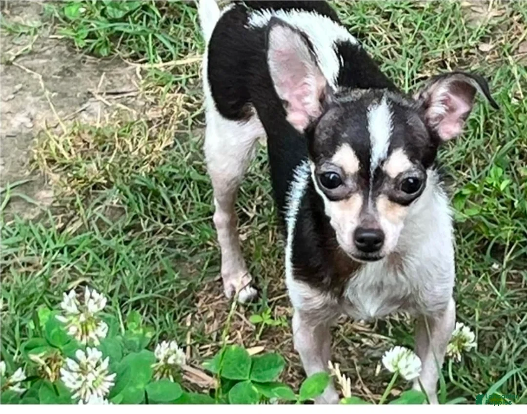 Chihuahua dogs for sale: Lilac and tan male,  Nationwide delivery  - Ad 5