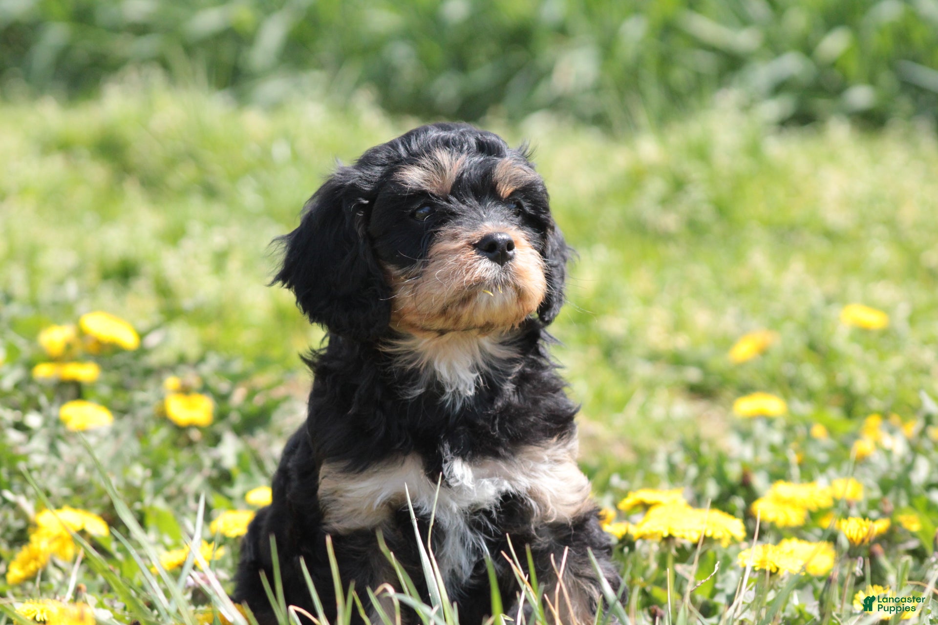 Cavapoo dogs Chance - Ad 2